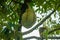 Fresh durians fruit on the  tree