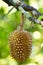 Fresh durians, the king of fruit on the tree