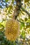 Fresh durians, the king of fruit on the tree