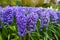 Fresh early spring hyacinth bulbs, grown in Land garden , gladiolus and hyacinth. Flowerbed with hyacinths in Keukenhof park, Liss