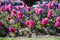 Fresh early spring purple and pink hyacinth bulbs