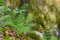 Fresh early summer ferns growing along a creek