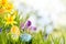 Fresh Easter background in a spring meadow