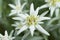 Fresh Edelweiss flower