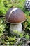 Fresh edible mushroom