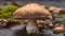 Fresh edible mushroom growth, spotted in autumn forest generated by AI