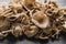 Fresh edible mushroom Lentinus squarrosulus