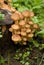 Fresh edible mushrooms on a stump