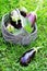 Fresh eggplant in basket on grass