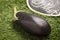 Fresh eggplant on grass with black sign
