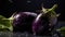 Fresh eggplants with water drops on black background, closeup