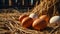 fresh eggs raw, natural in straw sunlight bio group farm