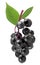 Fresh elderberry fruit with green leaves isolated on white background. Sambucus branch. European black elderberry