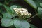 Fresh elderflower blooming in garden. Sambucus nigra; (Black Elder; European Black Elderberry