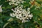 Fresh elderflower Sambucus nigra