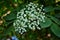 Fresh elderflower Sambucus nigra