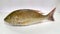 Fresh Emperor Fish isolated on a White Background.Selective focus