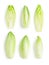 Fresh endive Cichorium endivia