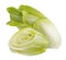 Fresh endive, green chicory salad isolated on white background