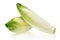 Fresh endive on white background