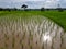 Fresh evening scene of green rice sprout paddy field, resting hut and trees with water reflection and sky background