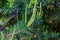 Fresh evergreen pine twigs with green needles in the forest in spring and summer season.