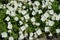 Fresh and fading white flowers of Oenothera speciosa