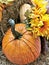 Fresh, Fall pumpkin and Chrysanthemum flowers for  display