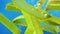 Fresh falling Aloe Vera slices in water, bubbles, blue background, slow motion