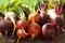 Fresh farm colorful beetroot on a wooden background. Detox and health. Selective focus. Red, golden, white beet