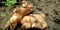 Fresh farming ginger  on horizontal land soil background