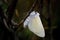 Fresh Female White Satin Moth Emergent