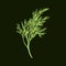 Fresh fennel branch isolated on dark green background. Dill bunch. Vector illustration