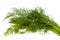 Fresh fennel isolated