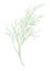Fresh fennel isolated on white background. Green dill. Watercolor illustration. Realistic botanical art. Hand Drawn