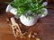 Fresh fenugreek with green leaves and purple flowers in a white pitcher