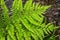 Fresh fern leaves in the forest in spring.