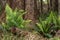 Fresh ferns at the base of trees on Sarah Island Tasmania Australia