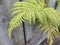 Fresh Ferns grow through the wooden fence