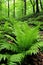 fresh ferns unfurling in a lush green woodland