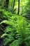 fresh ferns unfurling in a lush green woodland