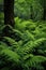 fresh ferns unfurling in a lush green woodland