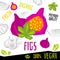 Fresh fig figs fruits organic vegan food vector hand drawn illustrations