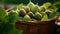 Fresh figs in rustic basket, close up view