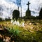 Fresh first snowdrops blooming