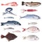 Fresh fish collage in white background