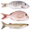 Fresh fish collage in white background