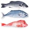 Fresh fish collage in white background