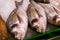 Fresh fish dorado, sea delicacies in food market