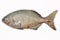 Fresh fish isolate on white back ground, Fillet of Fish, Healthy food, Fresh fish from sea